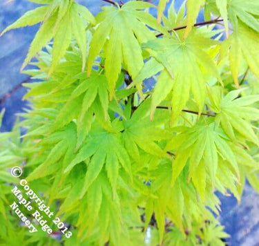 Acer palmatum 'Tobiosho' - mapleridgenursery